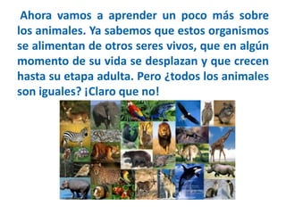 Ahora vamos a aprender un poco más sobre
los animales. Ya sabemos que estos organismos
se alimentan de otros seres vivos, que en algún
momento de su vida se desplazan y que crecen
hasta su etapa adulta. Pero ¿todos los animales
son iguales? ¡Claro que no!
 