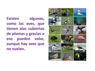 Existen algunos,
como las aves, que
tienen alas cubiertas
de plumas y gracias a
eso pueden volar,
aunque hay aves que
no vuelan.
 