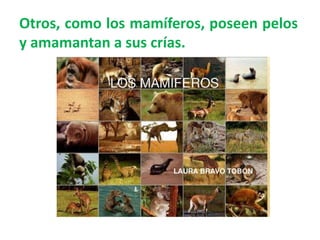 Otros, como los mamíferos, poseen pelos
y amamantan a sus crías.
 