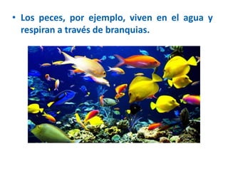 • Los peces, por ejemplo, viven en el agua y
respiran a través de branquias.
 