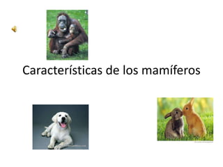 Características de los mamíferos