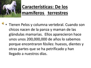 Características: De los
mamíferos terrestres
• Tienen Pelos y columna vertebral. Cuando son
chicos nacen de la panza y maman de las
glándulas mamarias. Ellos aparecieron hace
unos unos 200,000,000 de años lo sabemos
porque encontraron fósiles: huesos, dientes y
otras partes que se ha petrificado y han
llegado a nuestros días.