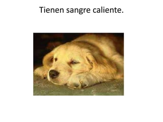 Tienen sangre caliente.