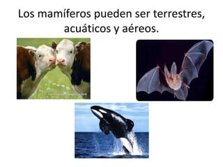 Los mamíferos pueden ser terrestres,
acuáticos y aéreos.