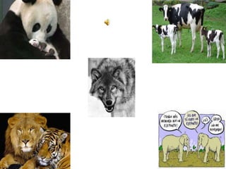 Caracteristicas de los mamíferos