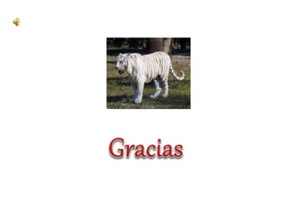 Caracteristicas de los mamíferos