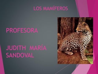 LOS MAMÍFEROS
PROFESORA
JUDITH MARÍA
SANDOVAL
 