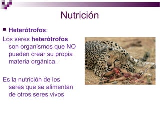 Nutrición
 Heterótrofos:
Los seres heterótrofos
son organismos que NO
pueden crear su propia
materia orgánica.
Es la nutrición de los
seres que se alimentan
de otros seres vivos
 