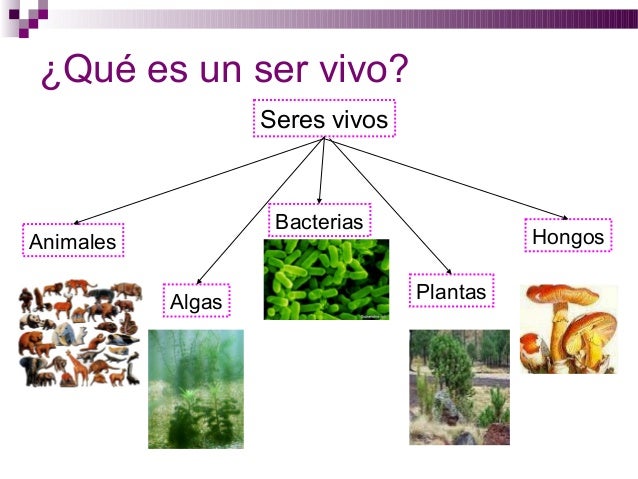 Caracteristicas de los seres vivos