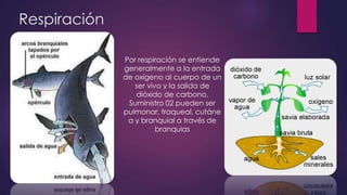 Respiración
Por respiración se entiende
generalmente a la entrada
de oxígeno al cuerpo de un
ser vivo y la salida de
dióxido de carbono.
Suministro 02 pueden ser
pulmonar, traqueal, cutáne
a y branquial a través de
branquias
 