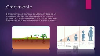 Crecimiento
El crecimiento es el aumento de volumen y peso de un
organismo, mientras que el desarrollo es un proceso
gradual de cambios que tienen como consecuencia la
maduración de todos los sistemas del cuerpo humano.
 