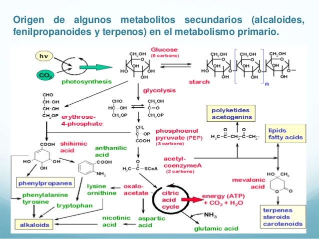 Caracteristicas de metabolitos secundarios