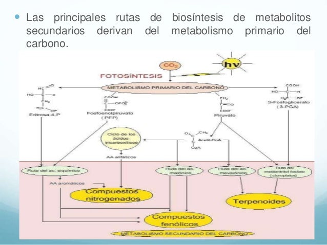 Caracteristicas de metabolitos secundarios