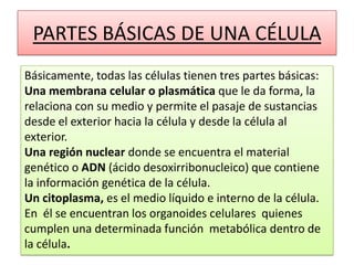 PARTES BÁSICAS DE UNA CÉLULA
Básicamente, todas las células tienen tres partes básicas:
Una membrana celular o plasmática que le da forma, la
relaciona con su medio y permite el pasaje de sustancias
desde el exterior hacia la célula y desde la célula al
exterior.
Una región nuclear donde se encuentra el material
genético o ADN (ácido desoxirribonucleico) que contiene
la información genética de la célula.
Un citoplasma, es el medio líquido e interno de la célula.
En él se encuentran los organoides celulares quienes
cumplen una determinada función metabólica dentro de
la célula.
 