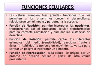 • Las células cumplen tres grandes funciones que les
  permiten a los organismos crecer y desarrollarse,
  relacionarse con el medio y perpetuar a la especie.
• Función de Nutrición: permite incorporar los nutrientes,
  transportarlos por el citoplasma celular, transformarlos
  para su correcta asimilación y eliminar las sustancias de
  desechos.
• Función de Relación: permite captar los diferentes
  estímulos del medio (sensibilidad), reaccionar frente a
  éstos (Irritabilidad) y ponerse en movimiento, ya sea para
  sortear un peligro o incorporar un alimento.
• Función de Reproducción: cada célula se origina por un
  proceso de división celular a partir de otra célula
  preexistente.
 