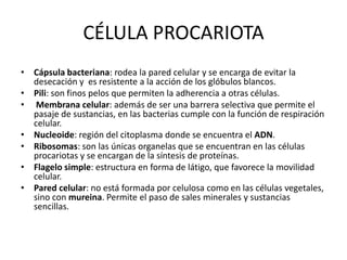 CÉLULA PROCARIOTA
• Cápsula bacteriana: rodea la pared celular y se encarga de evitar la
  desecación y es resistente a la acción de los glóbulos blancos.
• Pili: son finos pelos que permiten la adherencia a otras células.
• Membrana celular: además de ser una barrera selectiva que permite el
  pasaje de sustancias, en las bacterias cumple con la función de respiración
  celular.
• Nucleoide: región del citoplasma donde se encuentra el ADN.
• Ribosomas: son las únicas organelas que se encuentran en las células
  procariotas y se encargan de la síntesis de proteínas.
• Flagelo simple: estructura en forma de látigo, que favorece la movilidad
  celular.
• Pared celular: no está formada por celulosa como en las células vegetales,
  sino con mureina. Permite el paso de sales minerales y sustancias
  sencillas.
 