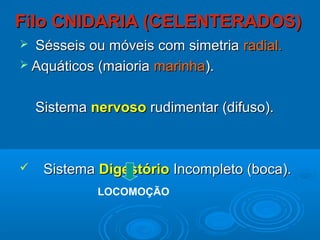 Filo CNIDARIA (CELENTERADOS)
 Sésseis ou móveis com simetria radial.
 Aquáticos (maioria marinha).


    Sistema nervoso rudimentar (difuso).



    Sistema Digestório Incompleto (boca).
             LOCOMOÇÃO
 