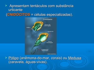  Apresentam tentáculos com substância
 urticante
(CNIDÓCITOS = células especializadas).




   Pólipo (anêmona-do-mar, corais) ou Medusa
    (caravela, águas-vivas).
 