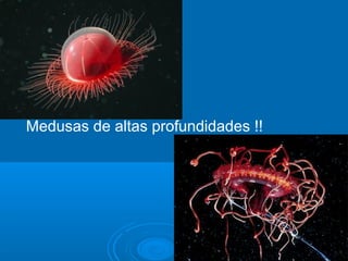 Medusas de altas profundidades !!
 