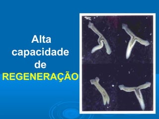Alta
 capacidade
     de
REGENERAÇÃO
 