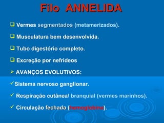 Filo ANNELIDA
 Vermes segmentados (metamerizados).

 Musculatura bem desenvolvida.

 Tubo digestório completo.

 Excreção por nefrideos

 AVANÇOS EVOLUTIVOS:

Sistema nervoso ganglionar.

 Respiração cutânea/ branquial (vermes marinhos).

 Circulação fechada (hemoglobina).
 