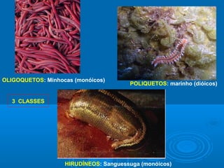 OLIGOQUETOS: Minhocas (monóicos)
                                       POLIQUETOS: marinho (dióicos)


   3 CLASSES




                   HIRUDÍNEOS: Sanguessuga (monóicos)
 