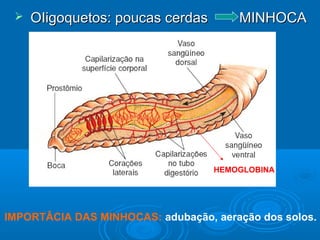    OIigoquetos: poucas cerdas        MINHOCA




                                   HEMOGLOBINA




IMPORTÂCIA DAS MINHOCAS: adubação, aeração dos solos.
 