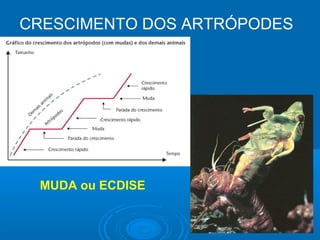 CRESCIMENTO DOS ARTRÓPODES




 MUDA ou ECDISE
 