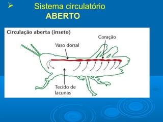    Sistema circulatório
       ABERTO
 