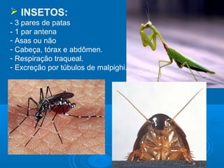  INSETOS:
- 3 pares de patas
- 1 par antena
- Asas ou não
- Cabeça, tórax e abdômen.
- Respiração traqueal.
- Excreção por túbulos de malpighi.
 