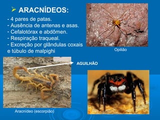  ARACNÍDEOS:
- 4 pares de patas.
- Ausência de antenas e asas.
- Cefalotórax e abdômen.
- Respiração traqueal.
- Excreção por glândulas coxais
e túbulo de malpighi                   Opilião


                            AGUILHÃO




   Aracnídeo (escorpião)
 