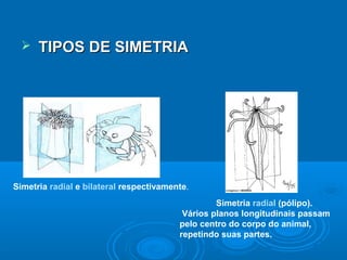    TIPOS DE SIMETRIA




Simetria radial e bilateral respectivamente.
                                                  Simetria radial (pólipo).
                                          Vários planos longitudinais passam
                                         pelo centro do corpo do animal,
                                         repetindo suas partes.
 