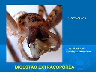 OITO OLHOS




                    QUELÍCERAS
                 Inoculação do veneno




DIGESTÂO EXTRACOPÓREA
 