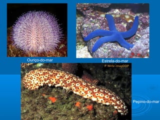 Ouriço-do-mar   Estrela-do-mar




                                 Pepino-do-mar
 