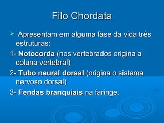 Filo Chordata
  Apresentam em alguma fase da vida três
  estruturas:
1- Notocorda (nos vertebrados origina a
  coluna vertebral)
2- Tubo neural dorsal (origina o sistema
  nervoso dorsal)
3- Fendas branquiais na faringe.
 