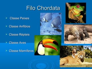Filo Chordata
   Classe Peixes

   Classe Anfíbios

   Classe Répteis

   Classe Aves

   Classe Mamíferos
 