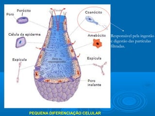 Responsável pela ingestão
                                e digestão das partículas
                                filtradas.




PEQUENA DIFERENCIAÇÃO CELULAR
 