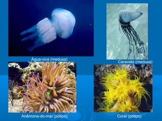 Água-viva (medusa)
                          Caravela (medusa)




Anêmona-do-mar (pólipo)   Coral (pólipo)
 