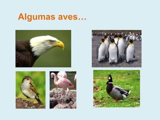 Algumas aves…
 