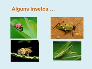 Alguns insetos …
 