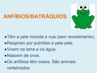 ANFÍBIOS/BATRÁQUIOS
●Têm a pele húmida e nua (sem revestimento).
●Respiram por pulmões e pela pele.
●Vivem na terra e na água.
●Nascem de ovos.
●Os anfíbios têm ossos. São animais
vertebrados.
 