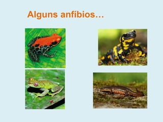 Alguns anfíbios…
 