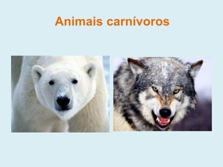Animais carnívoros
 