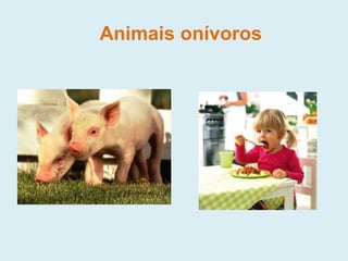 Animais onívoros
 