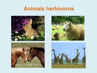 Animais herbívoros
 