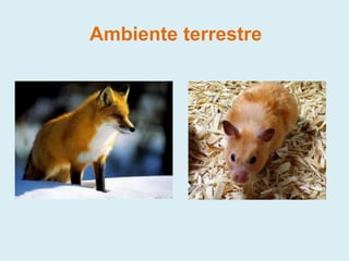 Ambiente terrestre
 