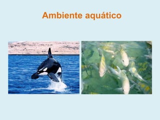 Ambiente aquático
 