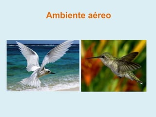 Ambiente aéreo
 