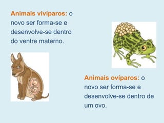 Animais vivíparos: o
novo ser forma-se e
desenvolve-se dentro
do ventre materno.
Animais ovíparos: o
novo ser forma-se e
desenvolve-se dentro de
um ovo.
 