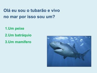 Olá eu sou o tubarão e vivo
no mar por isso sou um?
1.Um peixe
2.Um batráquio
3.Um mamífero
 